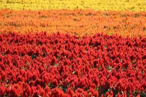 beautiful colorful flower fields photo