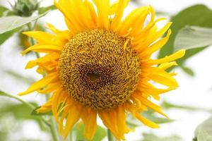 yellow sunflowers are blooming beautifully photo