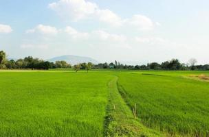 beautiful green rice fields photo