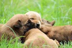 Puppies playing in the grass photo