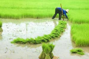 A farmer is planting in the middle of a green field. photo