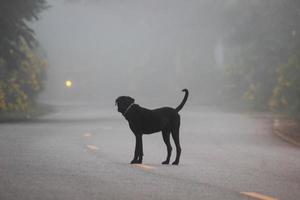 The black dog d stood waiting for its owner to come home. photo