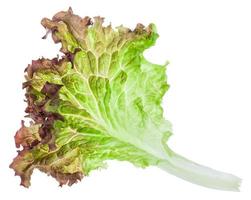 fresh leaf of Lollo rosso lettuce isolated photo