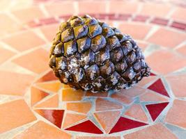 italian pine cone on stone table photo