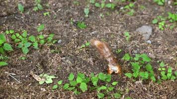 kleines Eichhörnchen, das herumläuft und auf einen Baum klettert video