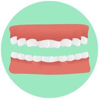 Jaw. Teeth Set in realistic style. Colorful vector illustration isolated on background.