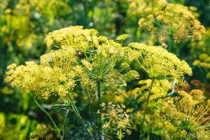 plantation of flowering dill herb photo