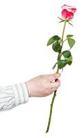 hand giving one flower - pink rose isolated photo