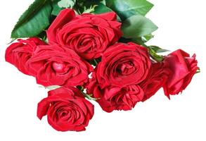 bunch of red roses isolated on white photo