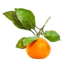 twig with fresh ripe abkhazian mandarin isolated photo