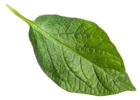 fresh green leaf of potato plant isolated photo