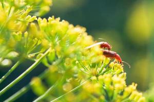 two soldier beetles on yellow dill flowers photo