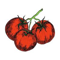 Red ripe tomatoes on a branch, highlighted on a white background. Fresh vegetable hand-drawn. Label for the market. Organic food. Cartoon Flat Style. Vector illustration for your design, Web.