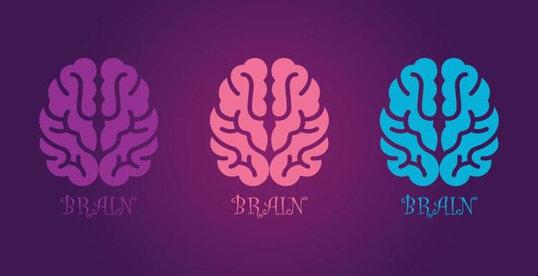 3d brain colorful