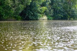 raindrops on surface of pond in summer photo
