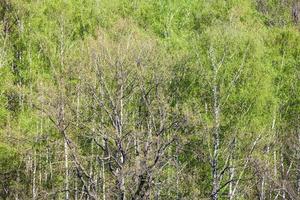 above view of oak tree in birch woods in spring photo