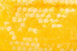 yellow fresh honeycomb with honey photo