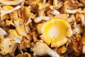 many fresh cut chanterelle mushrooms photo