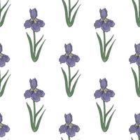 Seamless pattern with iris flower on white background. Vector image.