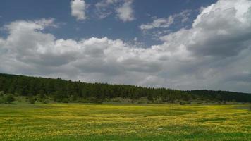8k grüne Wiese mit gelben Blumen auf flachem Plateau video