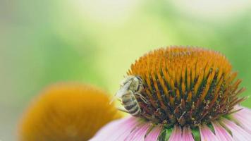 macro close-up de abelha coletando pólen de linda flor de echinacea purpurea video