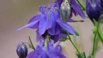 Bumblebee on a purple aquilegia flower video