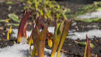 Snow melts in early spring and tulip flowers grow in the sun, time lapse video