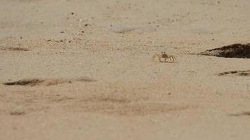 petit crabe rampe le long du rivage sablonneux à phuket video