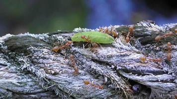 muitas formigas ruivas atacam a lagarta e injetam veneno nela. o mundo dos insetos na natureza