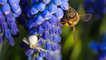 en bi samlar nektar på en blå blomma muscari. begrepp vår och sommar säsong video