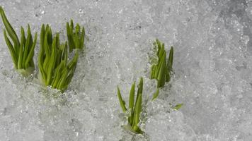 primer plano la nieve se está derritiendo y los brotes de flores jóvenes verdes están creciendo video