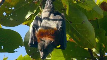 raposa voadora de lyle pteropus lylei pendura em um galho de árvore e lava video