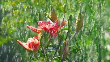 gocce di pioggia sui petali di un giglio rosa fiore, rallentatore video