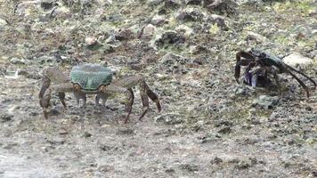 Two crabs on a stone on the coast, close up. Crabs in Asia. Tropical crab video