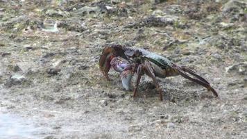 Close up, crab on the seashore. Big beautiful crab on a stone in the Similan Islands video