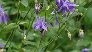 Bumblebee on a purple aquilegia flower, slow motion video