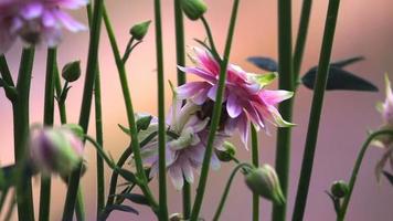 Bumblebee at Pink decorative aquilegia flowers, slow motion video
