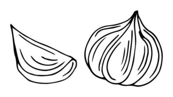 Garlic Coloring Book for Kids, Children vector