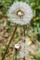 two seed heads of taraxacum blowballs close up photo