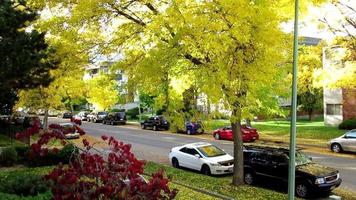 colorful autumn street in Canada video