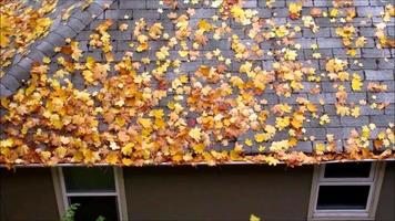 Ahornblätter fallen auf das Dach des alten Hauses video