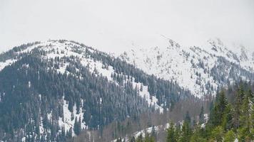 8k besneeuwd gemengd Woud in de koepel heuvels video