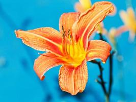 orange flower of lily close up outdoors photo