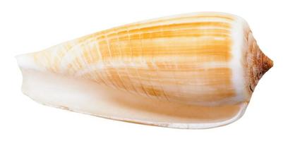 empty mollusc shell of sea cone snail isolated photo