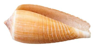 empty mollusk shell of sea cone snail isolated photo