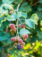 view of blackberries on twig in summer season