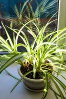 houseplant in pot illuminated by sun light photo