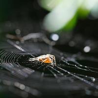 European garden spider on cobweb close up photo