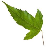 back side of leaf of Acer tataricum maple tree photo