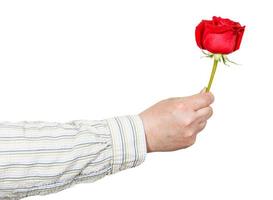 male hand giving red rose flower isolated photo